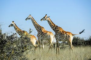 Trois girafes dans le parc Kruger, Afrique du Sud