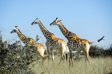 Drie giraffen in Krugerpark, Zuid-Afrika van The Book of Wandering