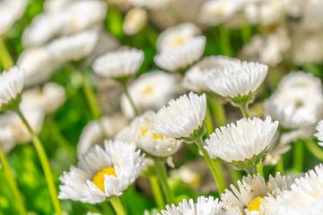 Bellis Perennis - Madeliefje van Mixed media vector arts
