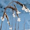 Winter, Gras von Arnoud Kunst