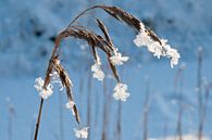 winter, gras van Arnoud Kunst thumbnail