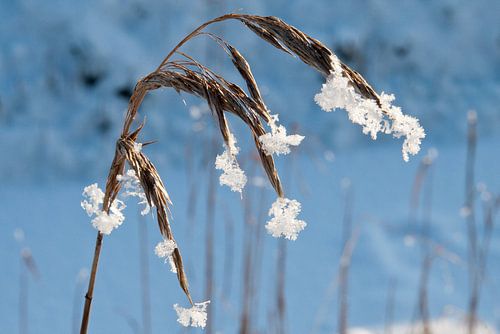 winter, gras