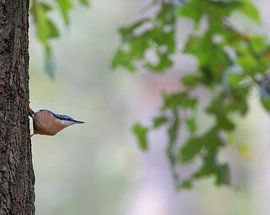 Nuthatch on an oak tree by Marcel Klootwijk