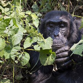 Chimpansee van Antwan Janssen