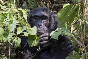 Chimpansee