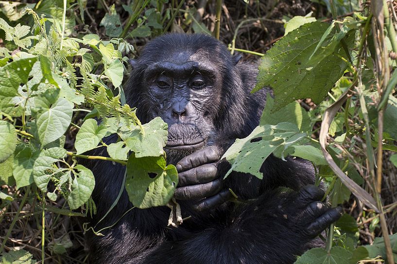 Chimpansee van Antwan Janssen