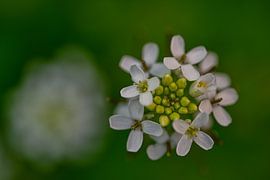 Evening walk Marquette forest by Tomasz_best_shots
