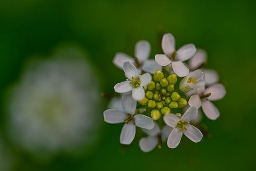 Avond wandeling Marquette bos