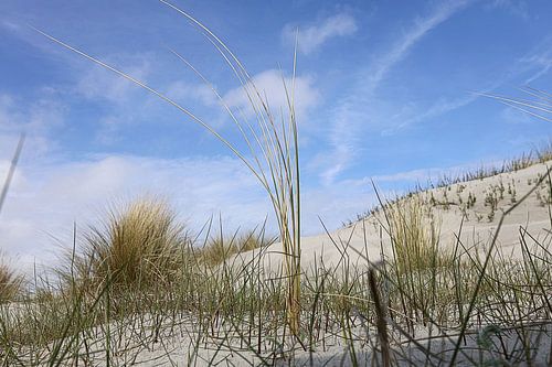 Marram grass