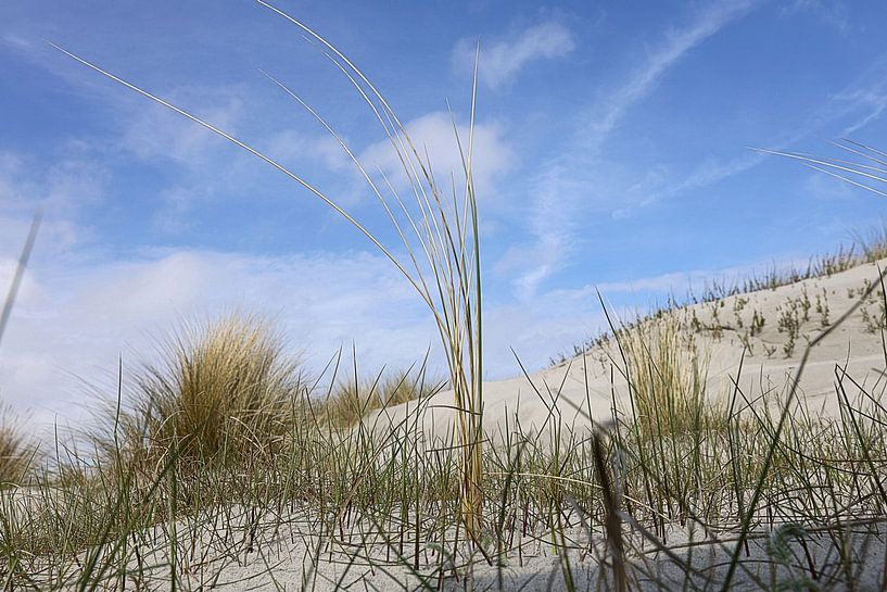 Marram grass by Henk Katuin