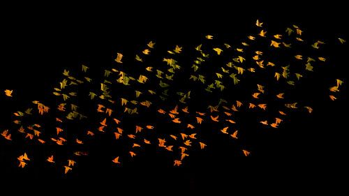 Kleurrijke vlucht spreeuwen van Lucia Leemans