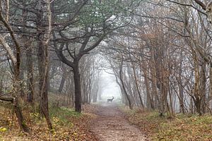 Cerf dans la forêt