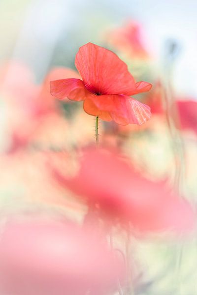 Les coquelicots sous un soleil radieux par Bob Daalder