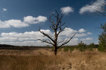toter Baum in einem Moorgebiet in Drenthe