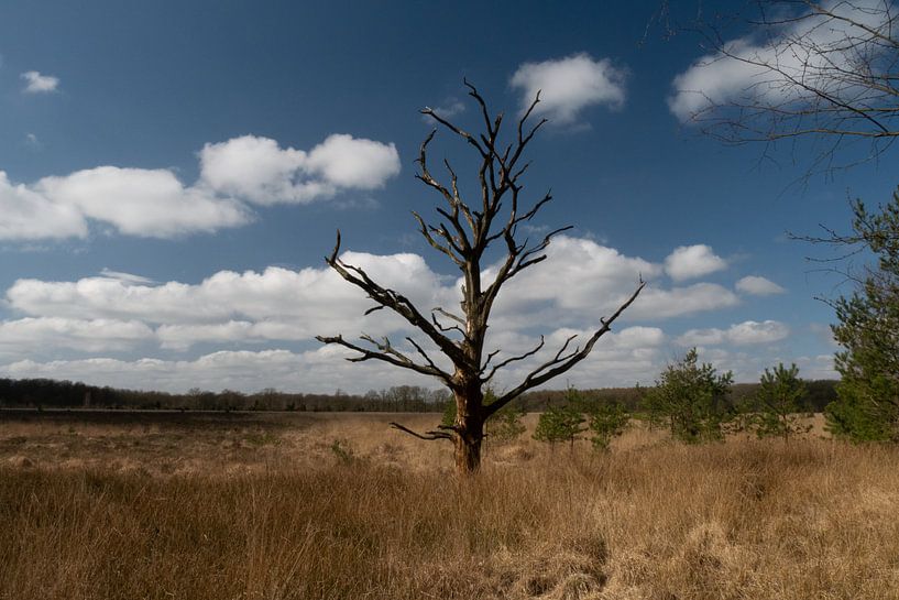 dode boom in een veen gebied in Drenthe van Eline Oostingh