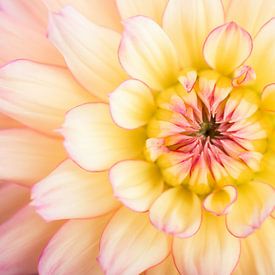 Beautiful Dahlia by Studio Wings