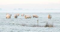 Schapen in een Hollands winterlandschap