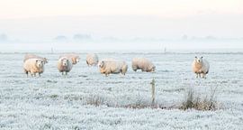 Sheep in a Dutch winter landscape by Connie de Graaf