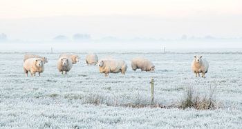 Schafe in einer niederländischen Winterlandschaft
