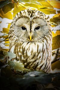 Instant - Hibou