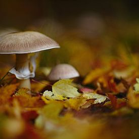 Paddenstoelen in de herfst van Steffi Hommel