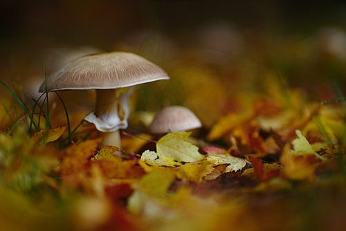 Pilze im Herbst