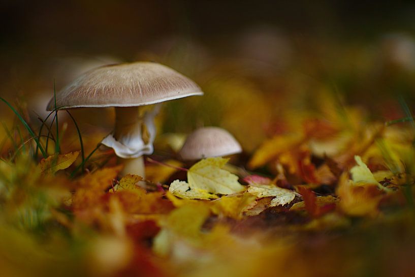 Paddenstoelen in de herfst van Steffi Hommel