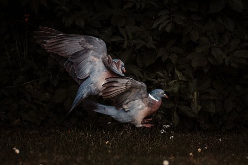 Dans van veren, licht en schaduw