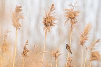 Reed bunting Schiedam polder