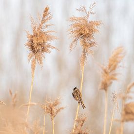 Reed bunting Schiedam polder by Karen de Geus