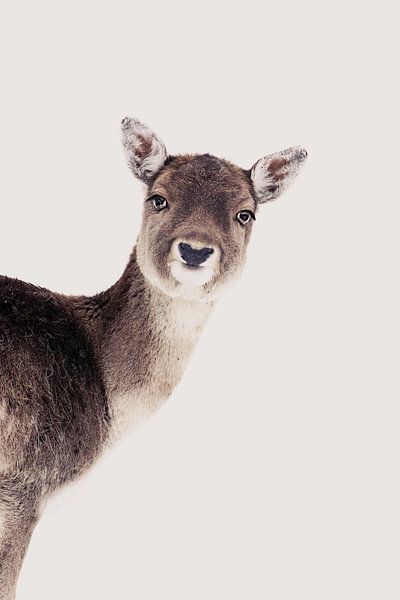 Deer Peekaboo Rose by Monika Strigel