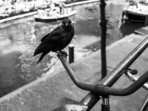 Dohle auf einem Fahrradlenker in Utrecht