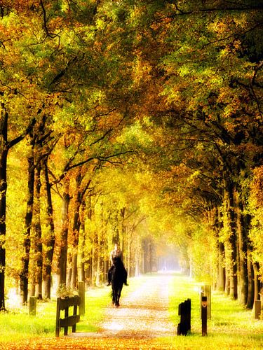 Paardrijden in het bos