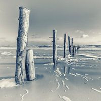 Beach timbers