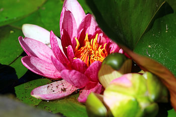 Seerose 4