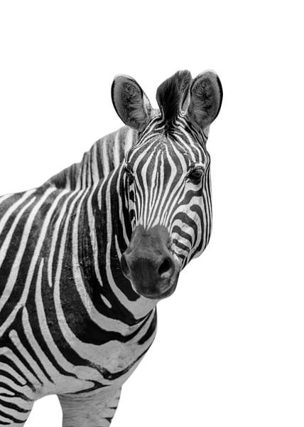 Lustiges Zebra von Vicky Hanggara