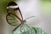 Glass Butterfly