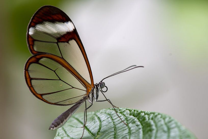 Glass Butterfly by Ilse Broekmans