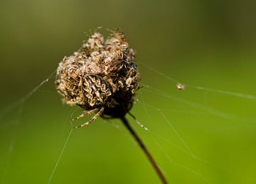 A hiding itsy bitsy spider
