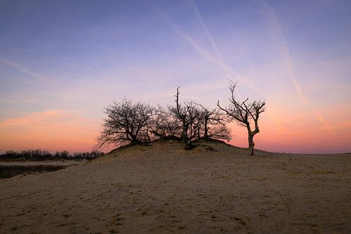 Pastelkleuren in de Drunense Duinen