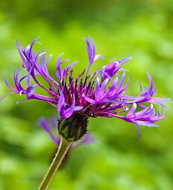 Fleur en écailles