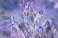 Le printemps aux couleurs douces et pastel....
