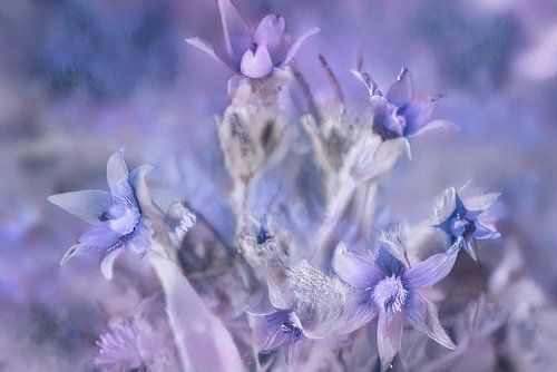 Spring in Soft Pastel Colours....