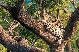 Leopard at sunset by Trudy van der Werf