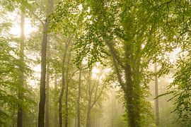 Atmosphärischer Wald im Herbst mit Nebel in der Luft von Sjoerd van der Wal Fotografie