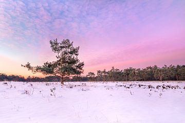 Verschneite Heide mit einem farbenprächtigen Sonnenaufgang.
