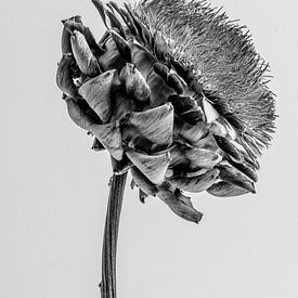 Artischocke schwarz und weiß auf hellgrauem Hintergrund, Seitenansicht von Iris Koopmans
