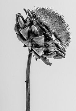 Artischocke schwarz und weiß auf hellgrauem Hintergrund, Seitenansicht von Iris Koopmans
