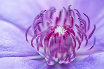 Paarse Clematis Steman Macro Floral van Iris Holzer Richardson