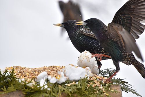 Spreeuwen bij de feeder
